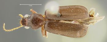 Media type: image;   Entomology 34666 Aspect: habitus dorsal view